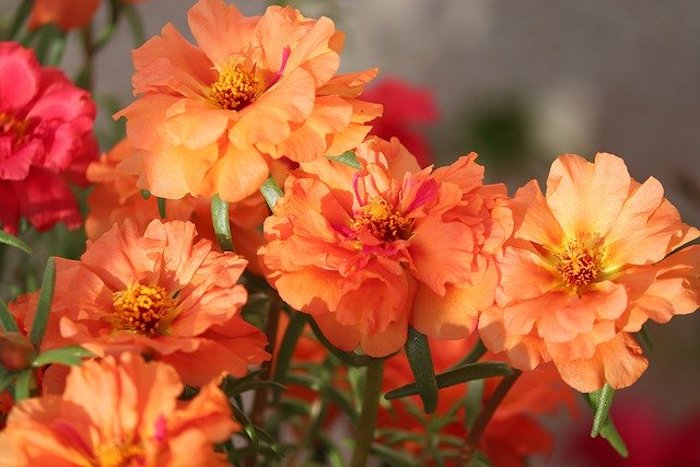 Orange-red flowers