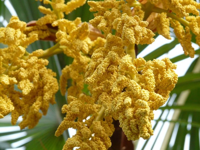 Palm tree with yellow blooms