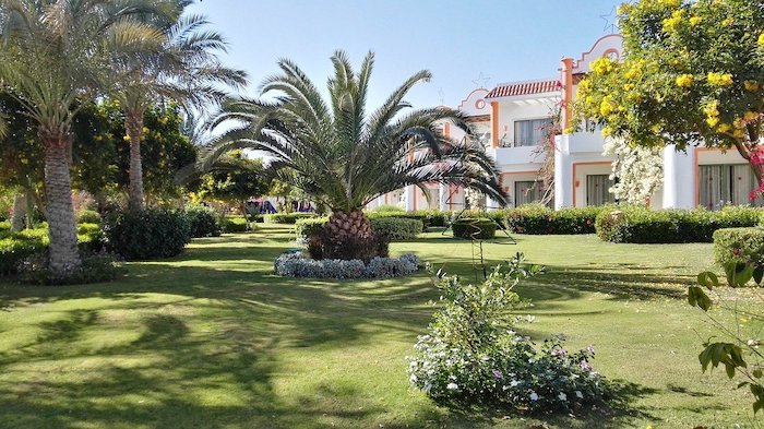 Palm with arching leaves as a landscape centerpiece