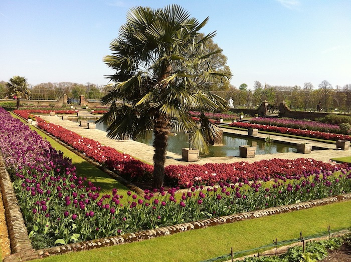 Palm growing in a flowerbed