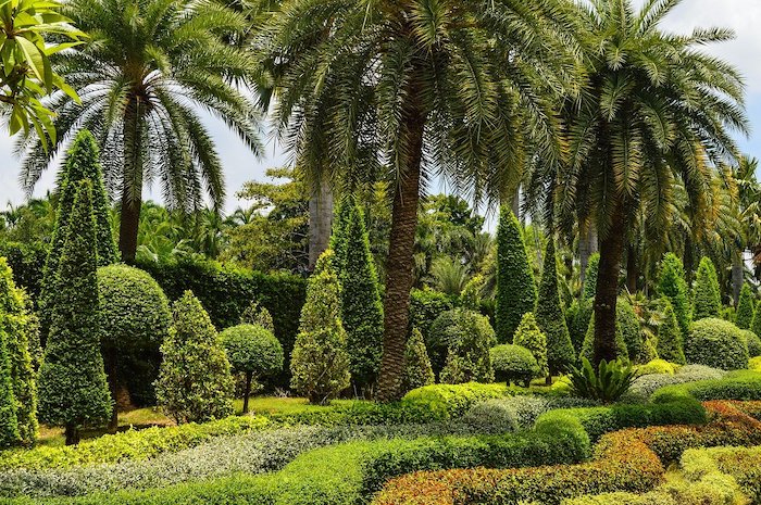 How To Landscape With Palm Trees, Palm Tree Garden Ideas