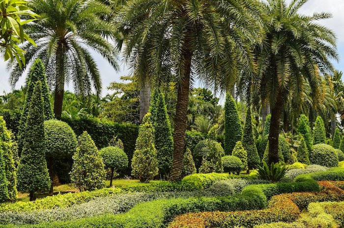 Palms growing with boxwoods