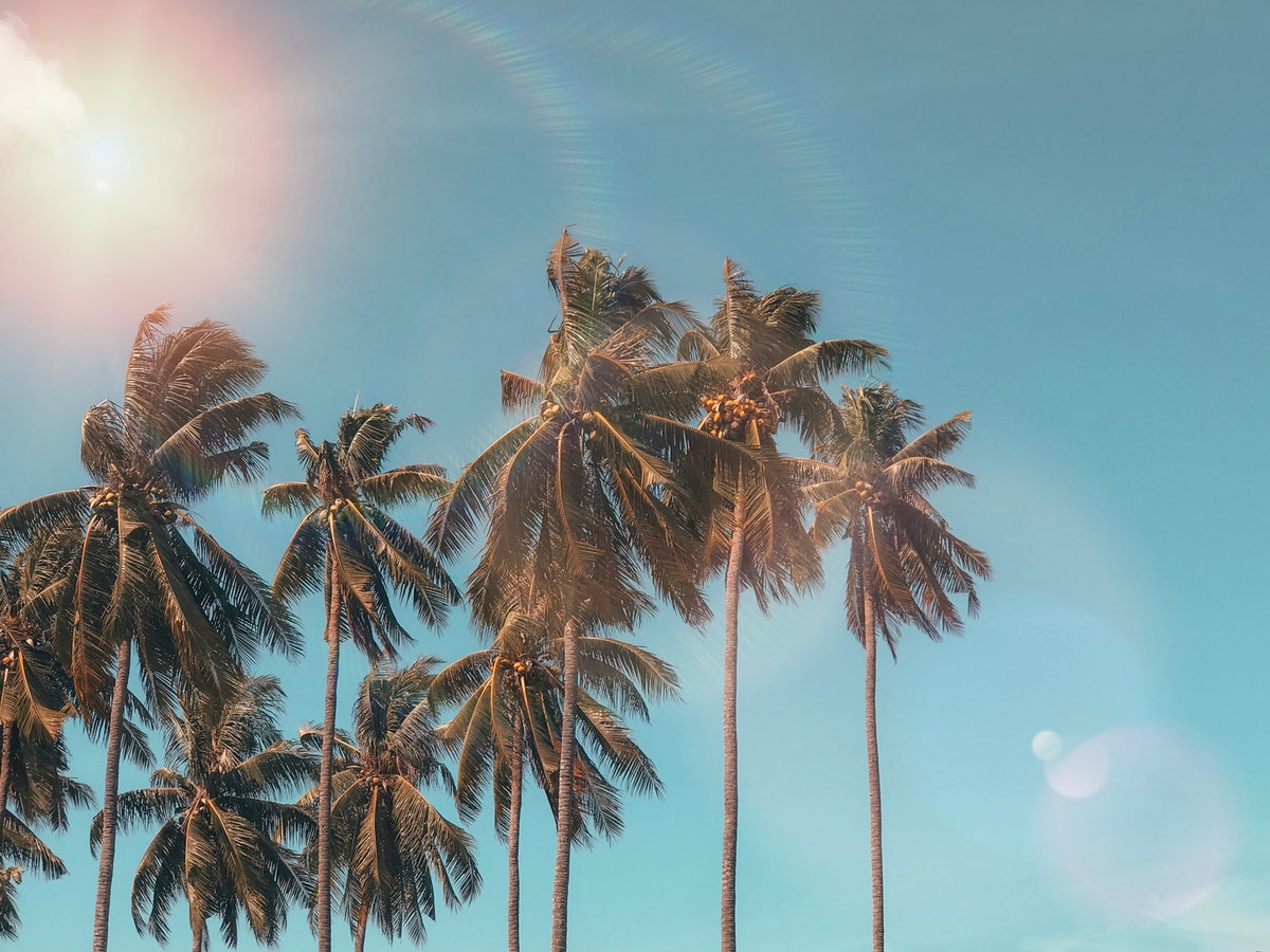 Palms growing in the sun