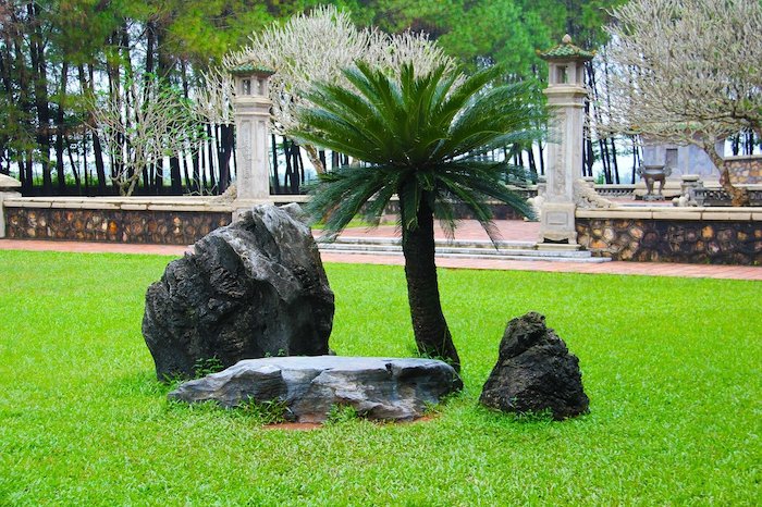 Palm tree in a rock garden