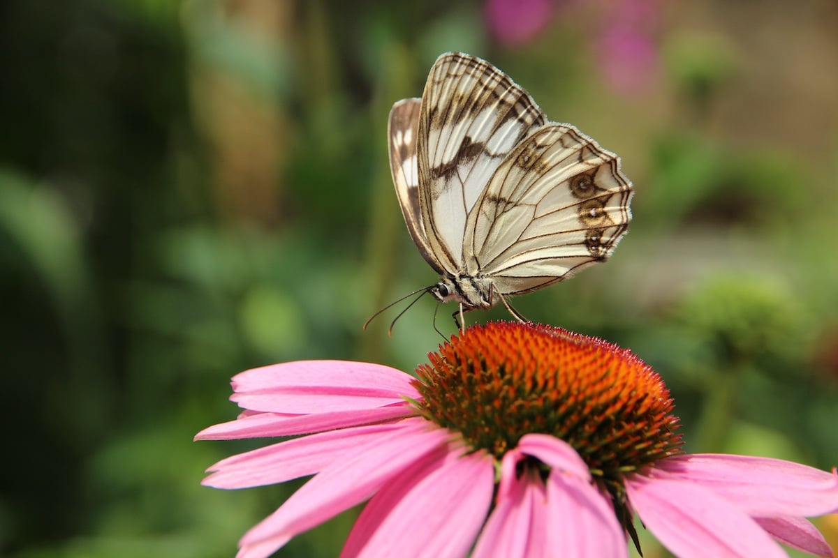 Butterfly resting on perennial coneflower