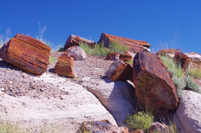 Brown petrified wood against blue sky