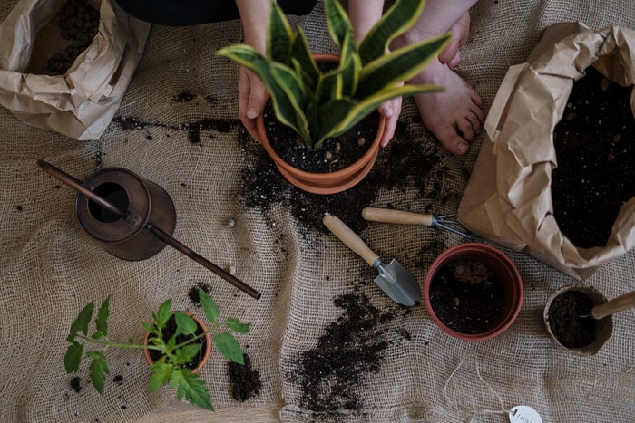 Green plant in brown clay pot