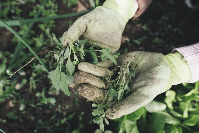 Gardener pulling weeds