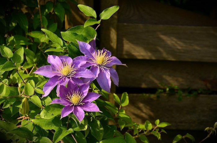 Purple clematis with green foliage