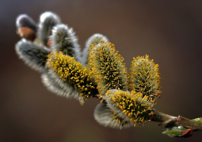 Blooming pussy willow