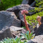 Rock Garden Design: Stones, Water, Plants