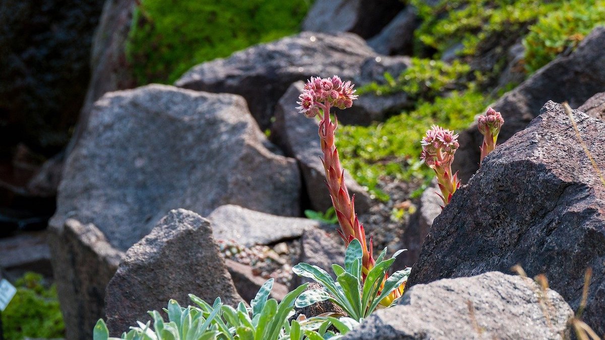 Rock garden with grass and blooming plant