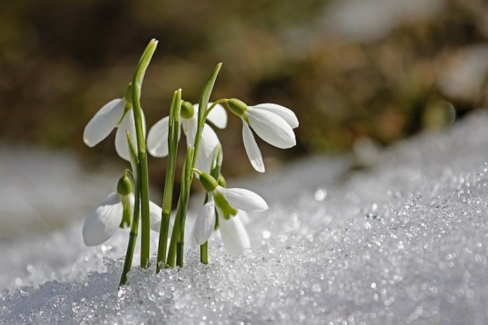Snowdrops blooming in winter