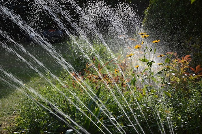 Sprinkler watering plants