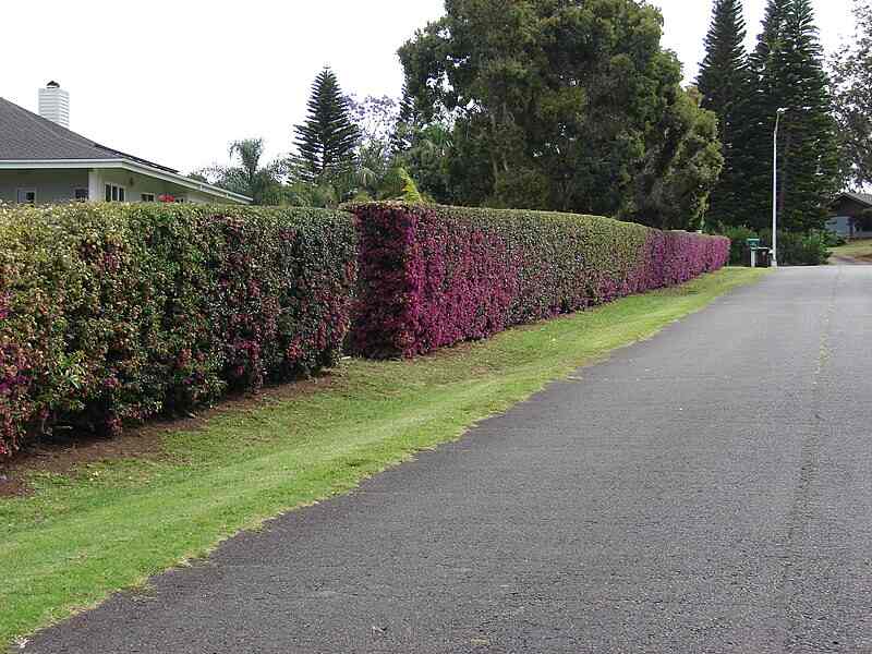 Tall hedge with pink flowers