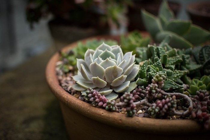 Succulent garden in a container