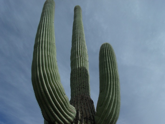 Tall green cactus growing up into a blue sky
