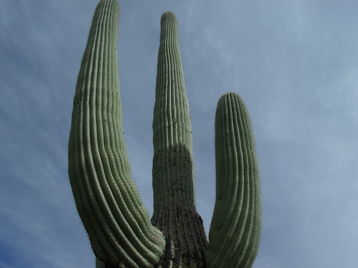 Tall green cactus growing up into a blue sky