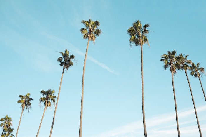 Tall palms growing into the blue sky