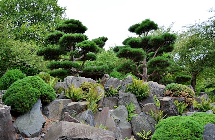 Green trees in a Japanese rock garden