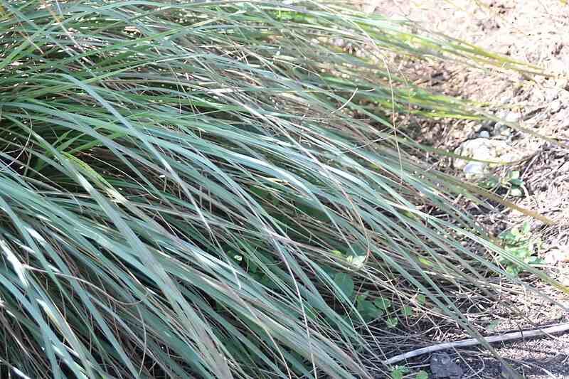 fakahatchee grass blades