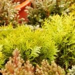 How to Landscape With Evergreen Shrubs