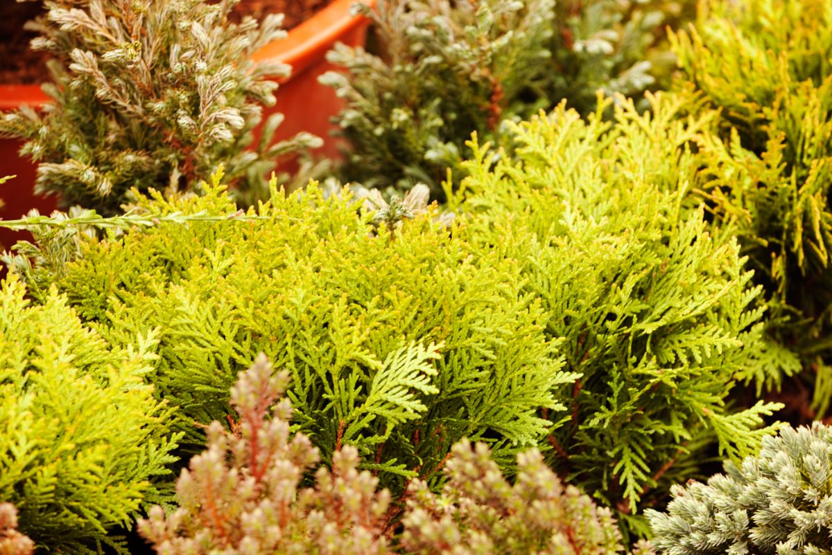 a picture of evergreen shrubs in a garden