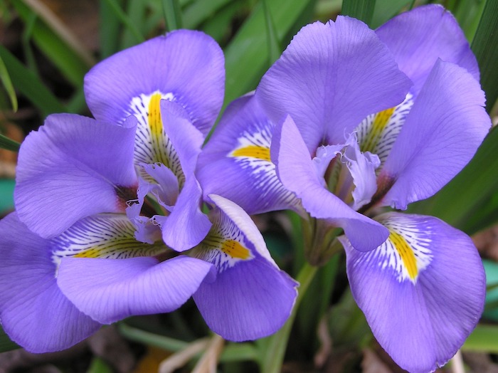 Blooming Algerian iris
