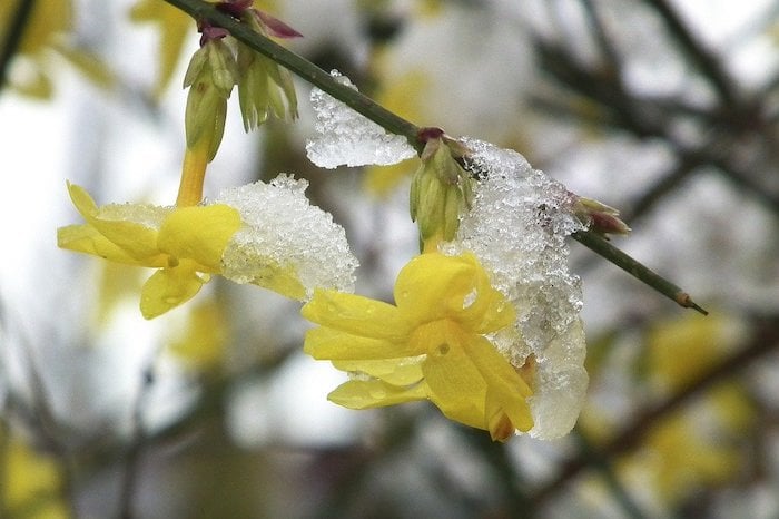 Blooming winter jasmine