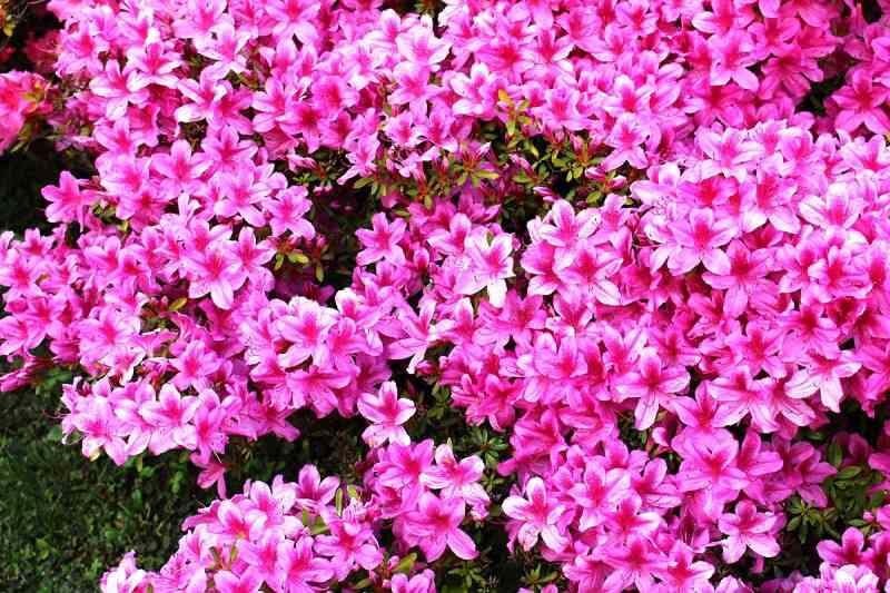 Azalea bush full of pink flowers