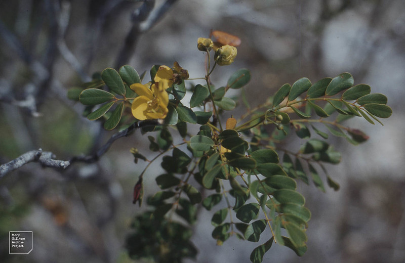Leaves and yellow flowers of the Bahama cassia