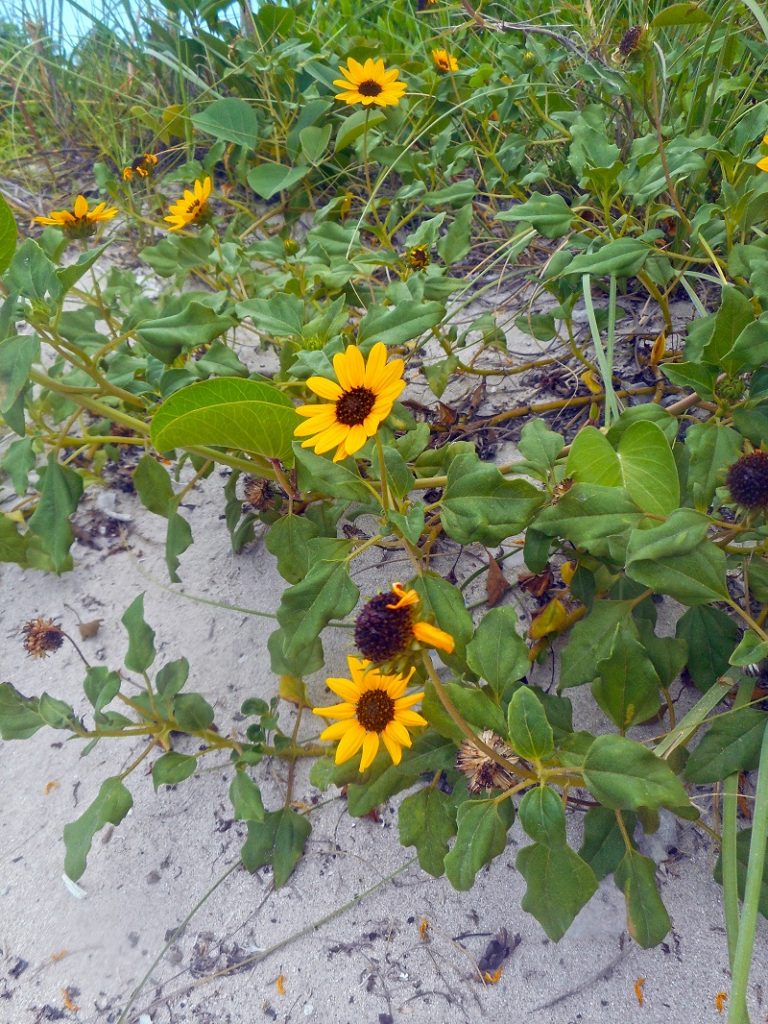 47 Native Plants For Florida Flowers, North Florida Landscape Shrubs