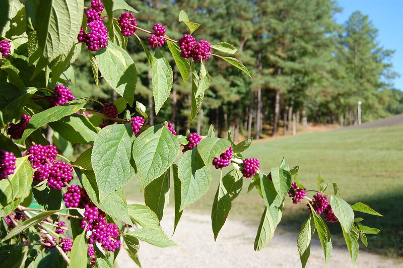 Beautyberry branches with clusters of bright purple berries