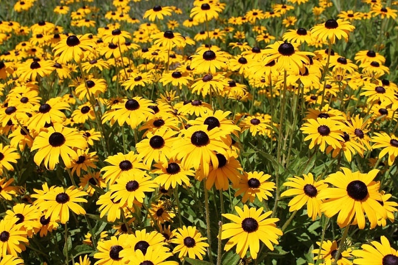 Field of black-eyed Susans