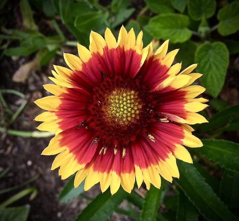 Closeup of red and yellow blanket flower