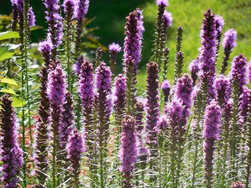 Field of purple blazing star flowers