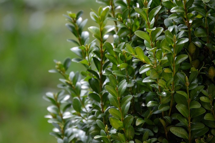 Green boxwood foliage