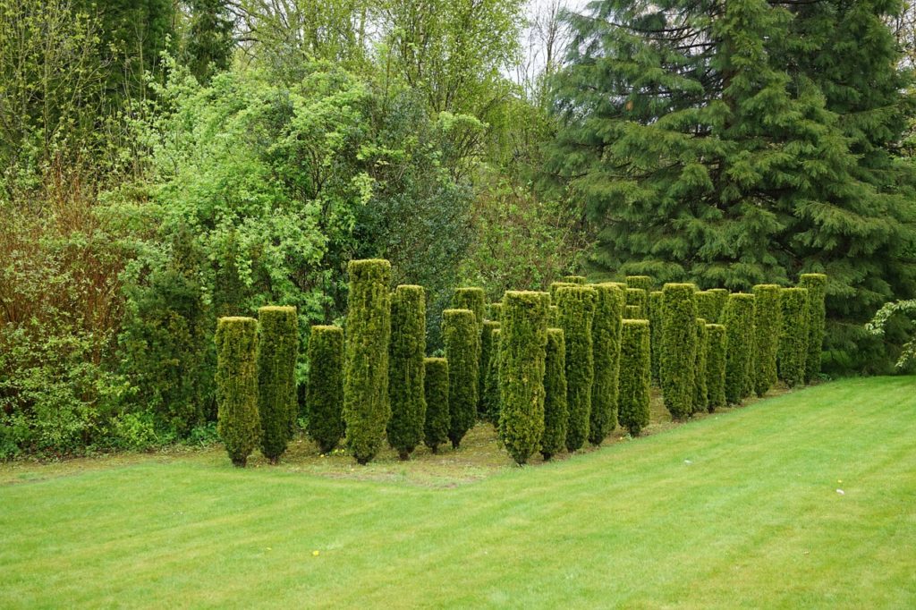 shrubs in a lawn
