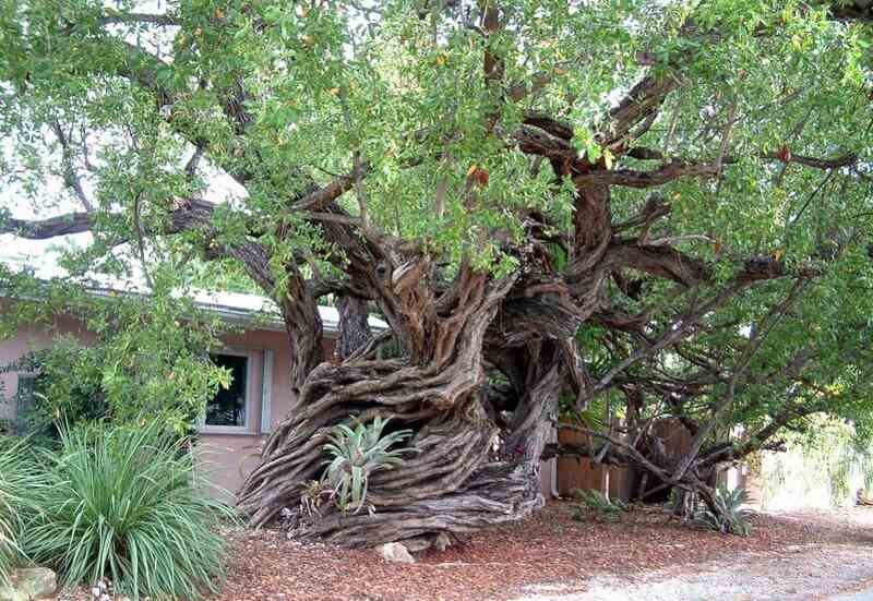 large contorted buttonwood tree