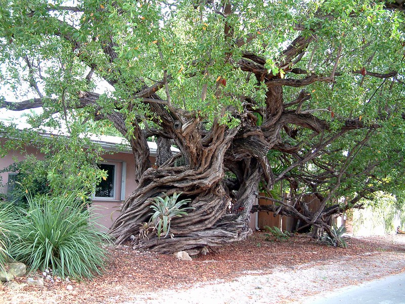 large contorted buttonwood tree