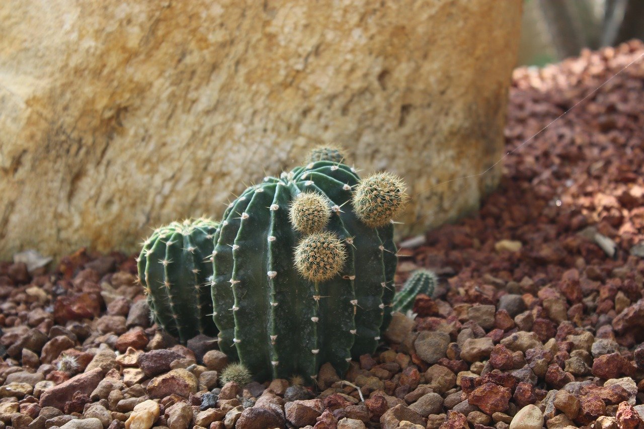 Cacti in a rock garden