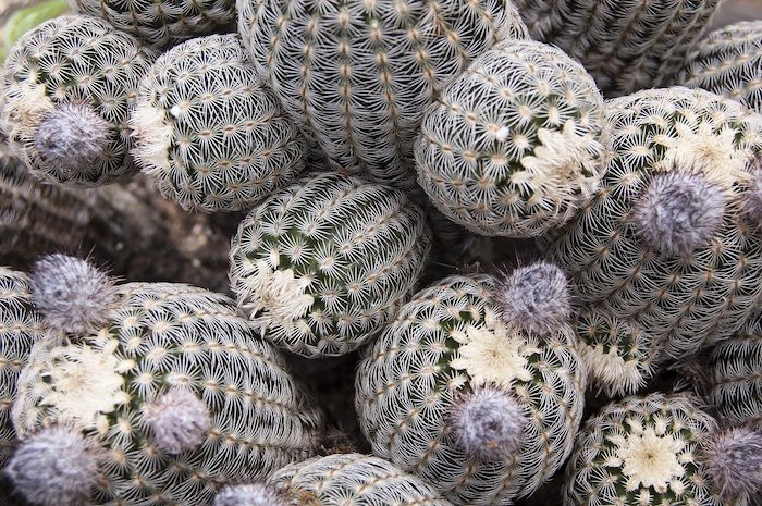 Close up of several round cacti