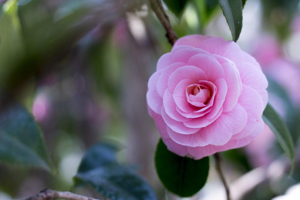 Blooming pink camellia