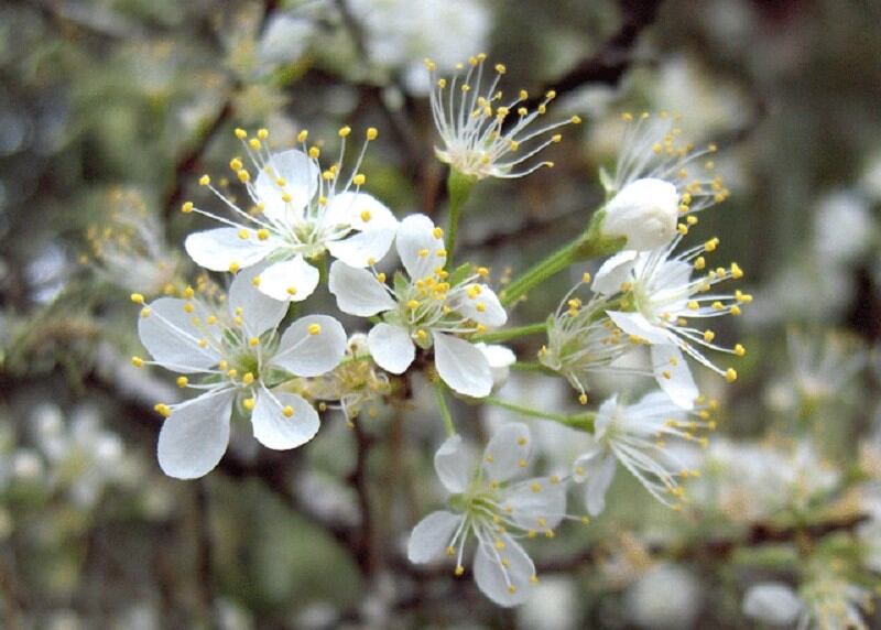 White flower cluster of the Chickasaw plum tree