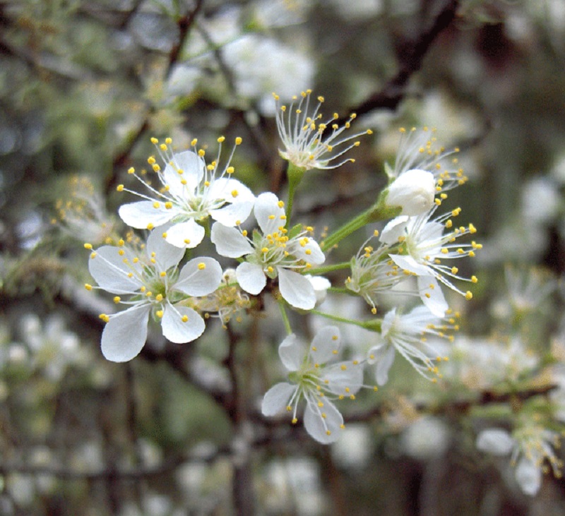 White flower cluster of the Chickasaw plum tree