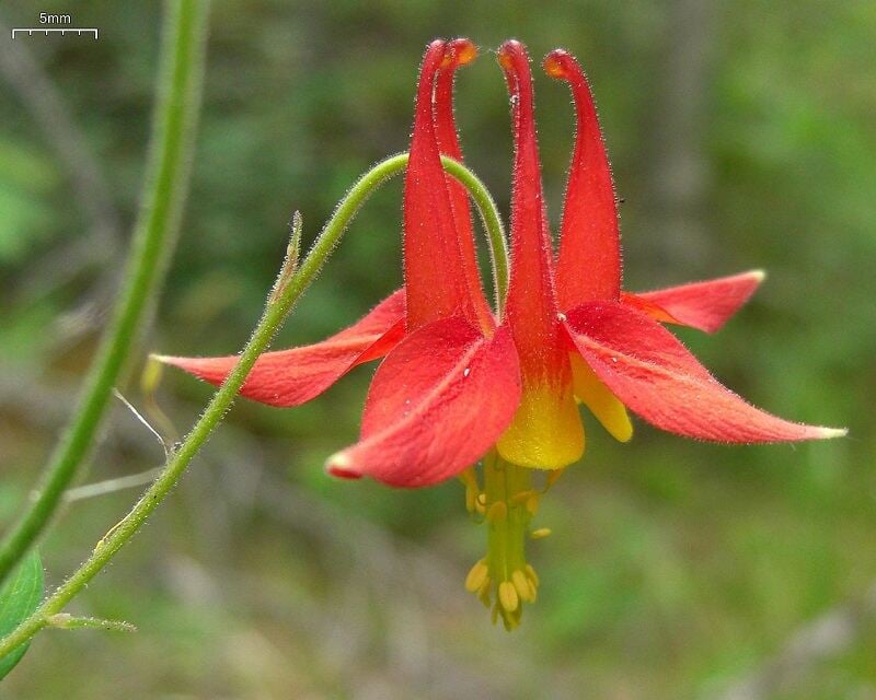 Red columbine flower