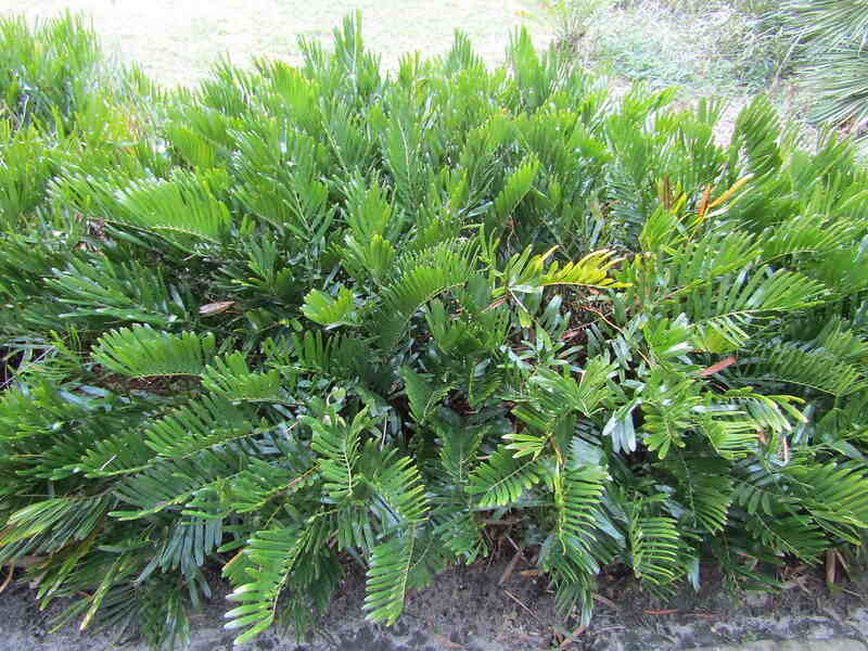 Green coontie plant with many fronds