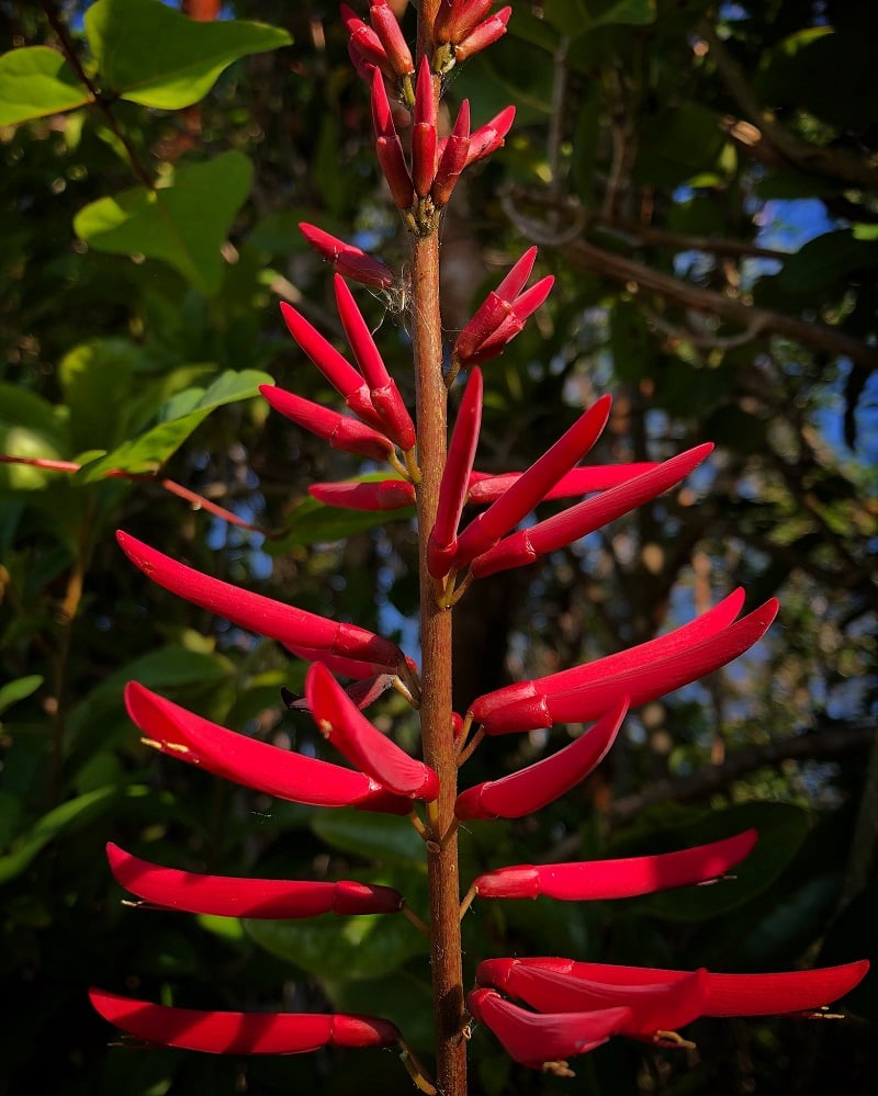 Red tubular coral bean flowers