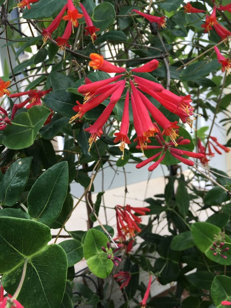 Red flowers of the coral honeysuckle 