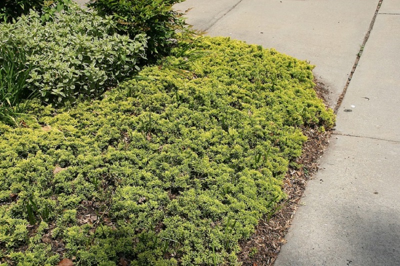 Creeping juniper as groundcover in a landscape bed